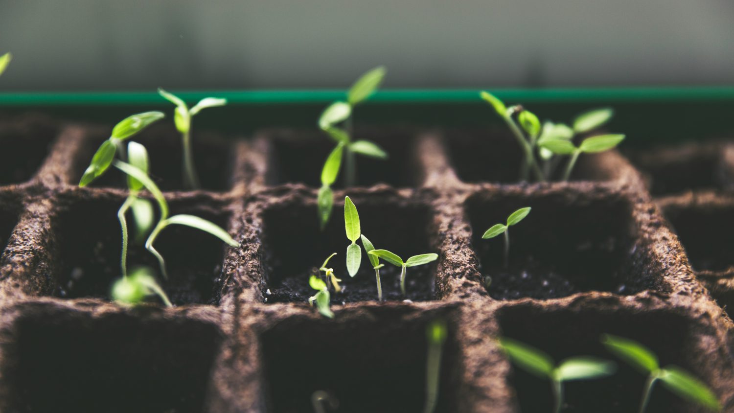 Seedlings just emerging from their growing pots.