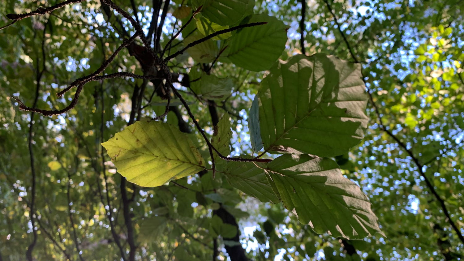Up close shot of leaves on a tree